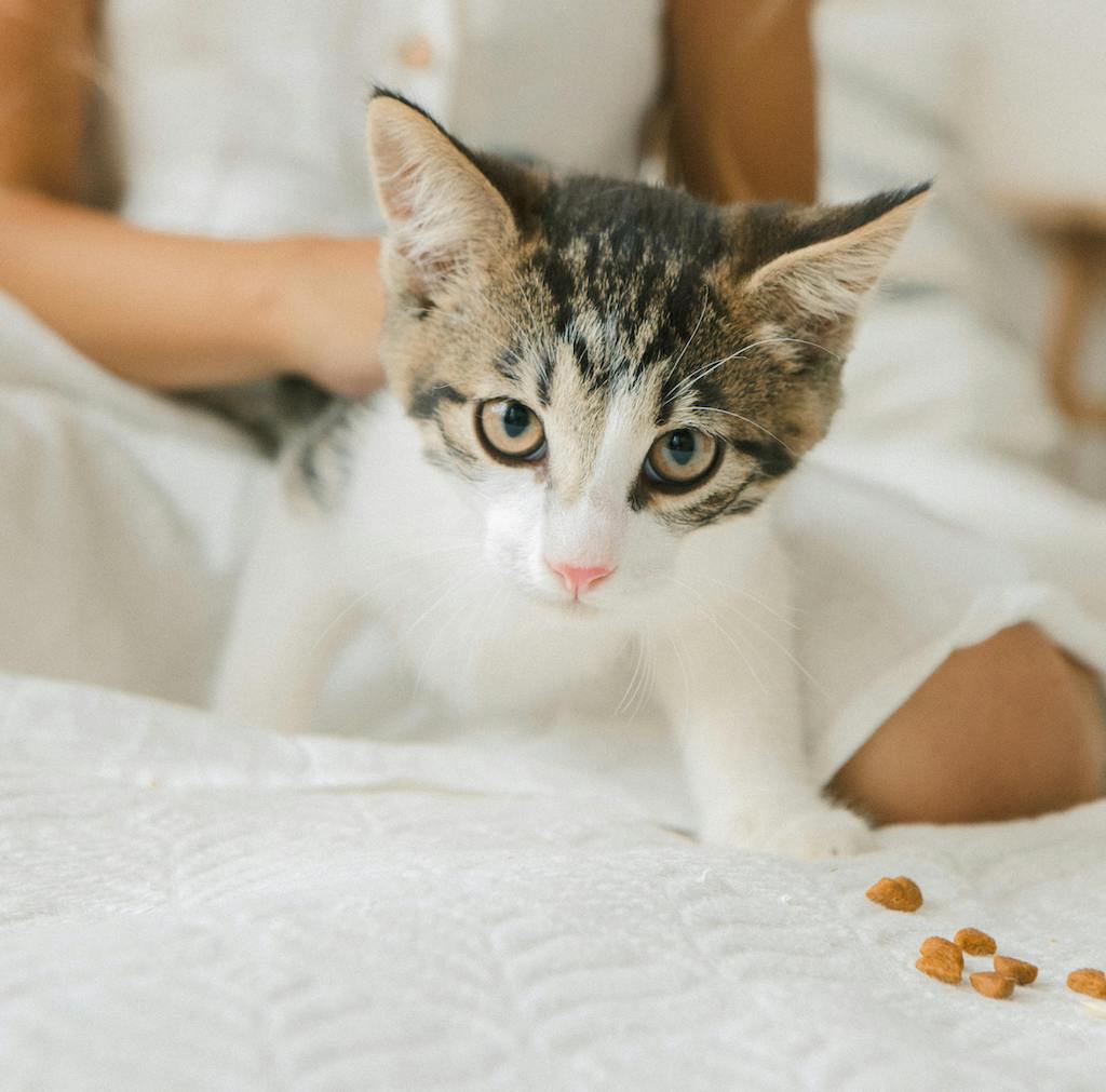 Grey and white cat on a white bedspread, with kibble