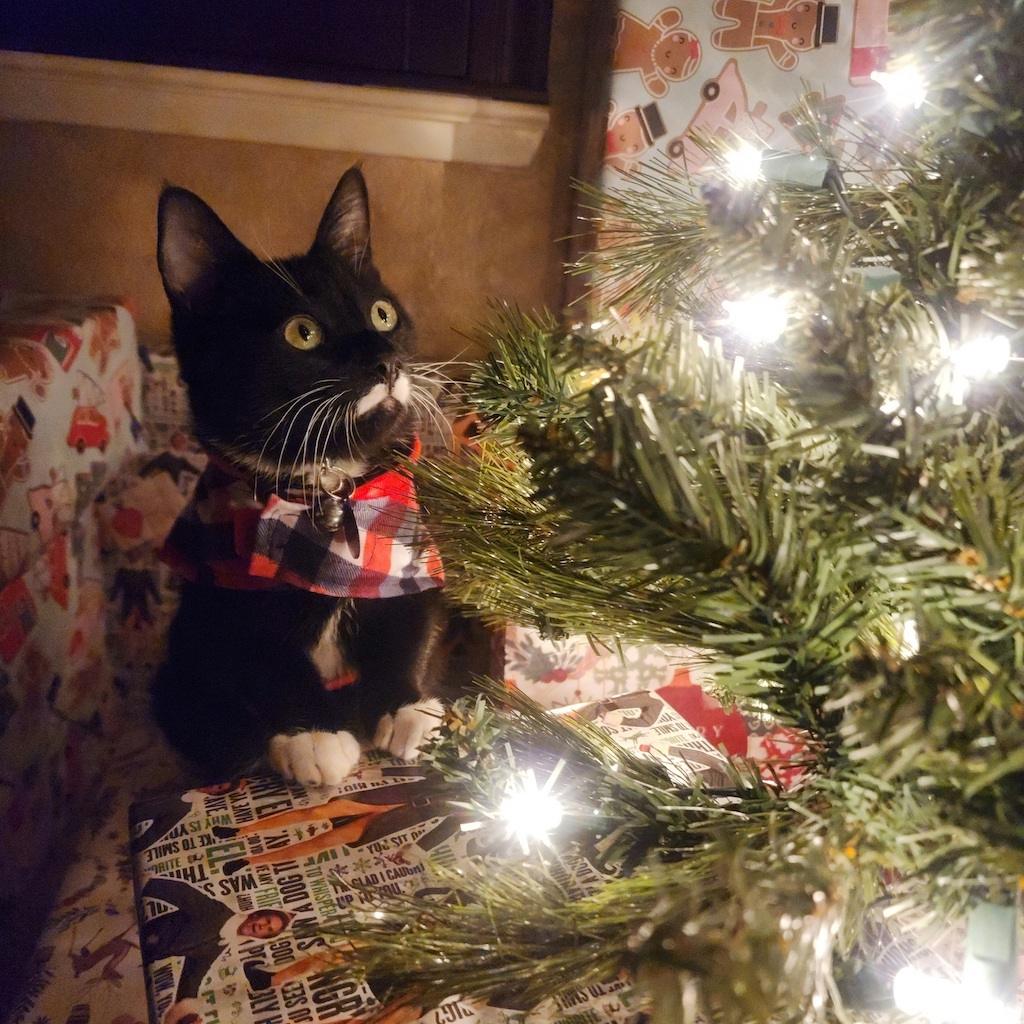 black and white kitten gazing at a Christmas tree lit with white lights 