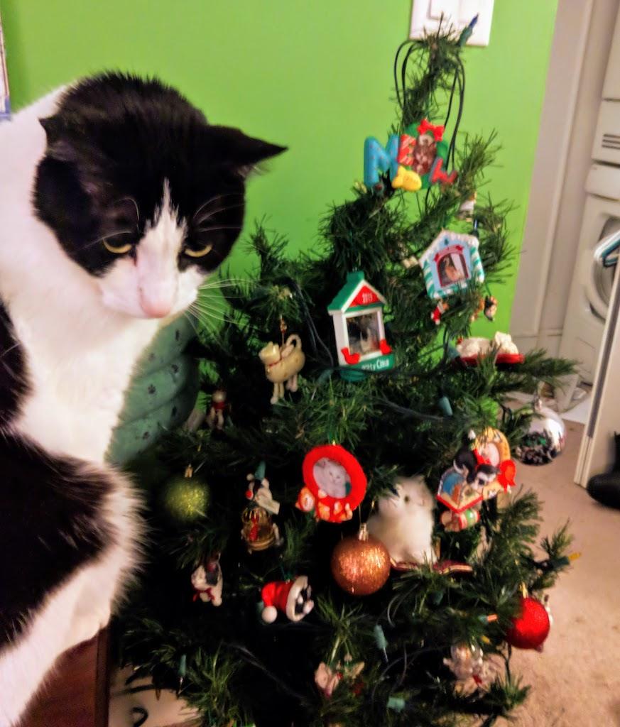 white and black cat sitting looking down on a Christmas tree covered with cat ornaments