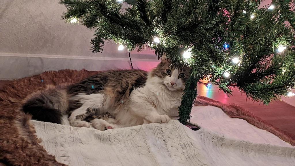 Cat with grey and white markings resting at the foot of a Christmas tree