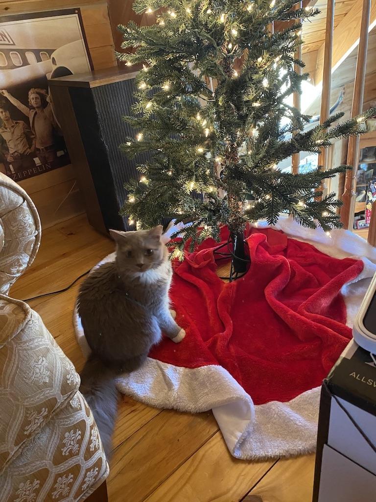 Grey and white cat sitting on a tree skirt underneath a Christmas tree