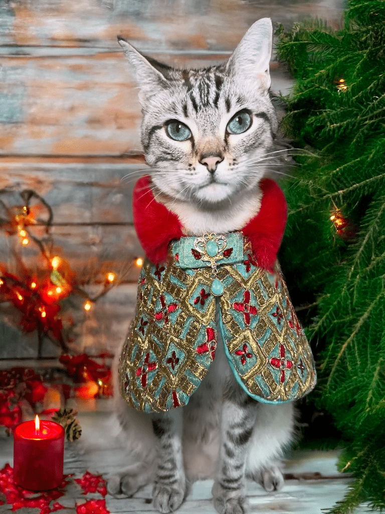 Grey striped cat wearing a jeweled holiday cape