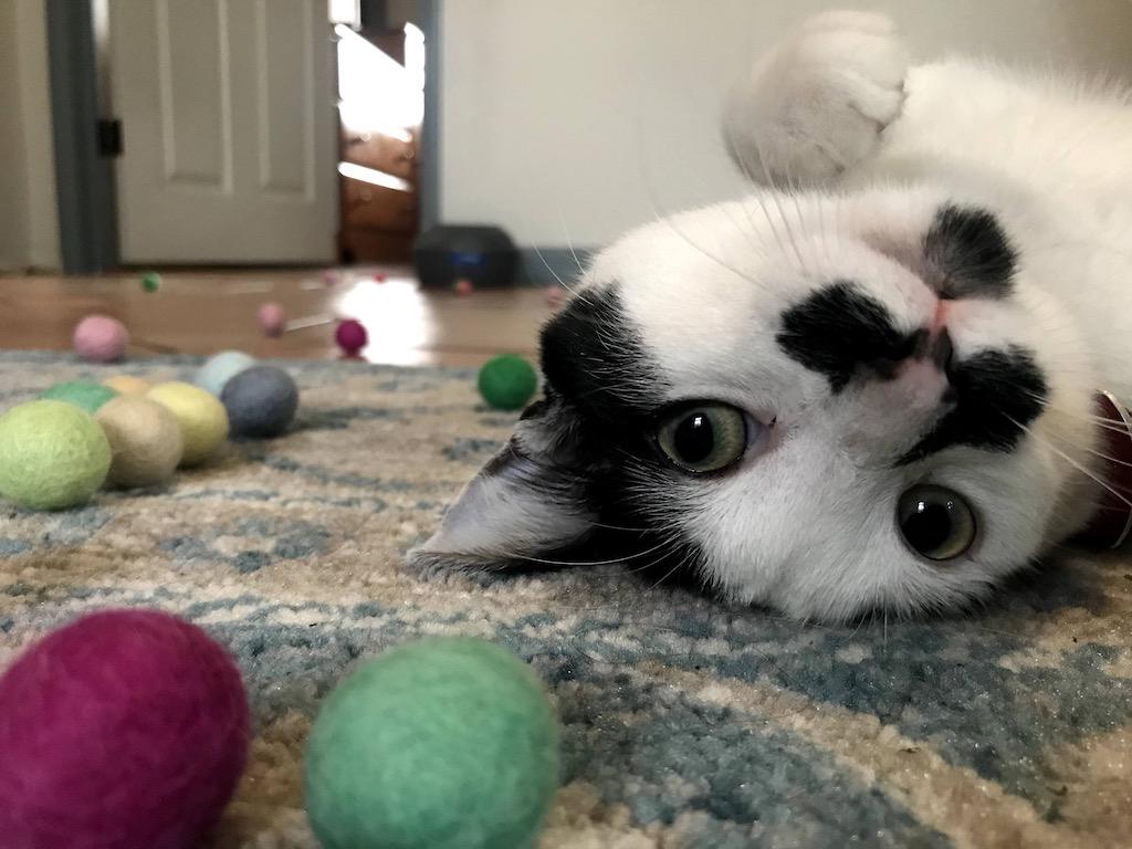 Black and white cat playing with felt balls of different sizes