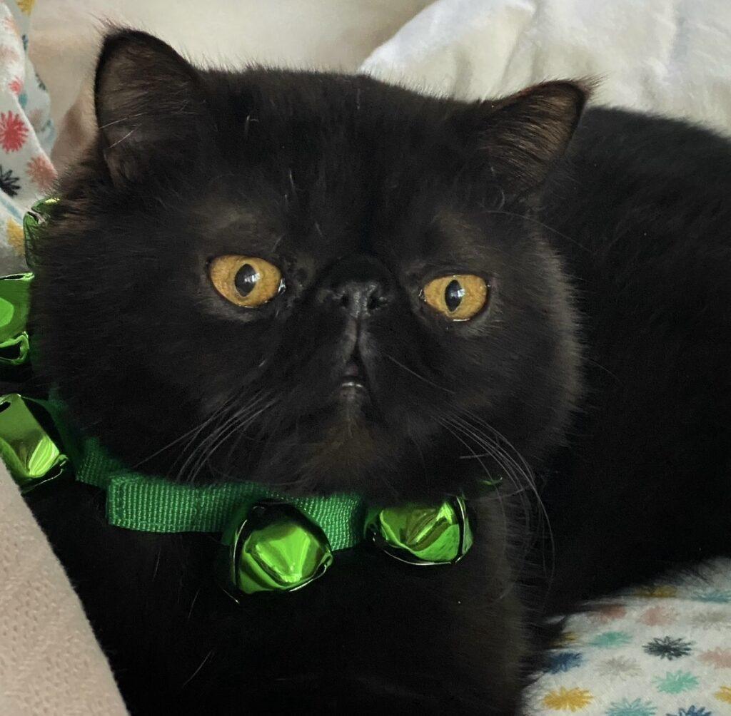 Black shorthaired cat wearing a green collar with green jingle bells 
