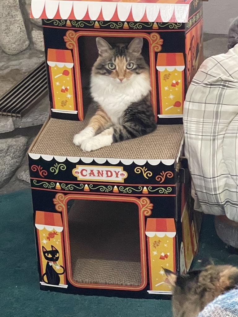 Calico cat resting in a cardboard play cardboard candy shop