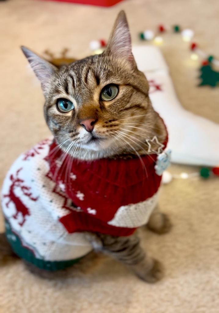Striped cat wearing a red and white holiday sweater
