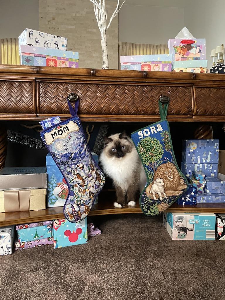 Siamese cat sitting between two holiday stockings