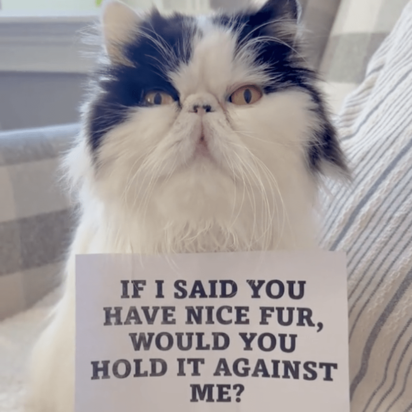 White Scottish fold cat with black markings wearing a Valentine's sign that says "If I said you have nice fur, would you hold it against me?"