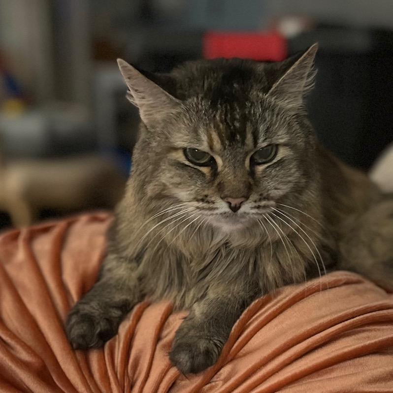 miss k on her pillow
