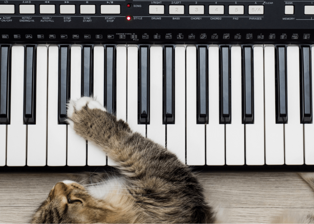 keyboard cat
