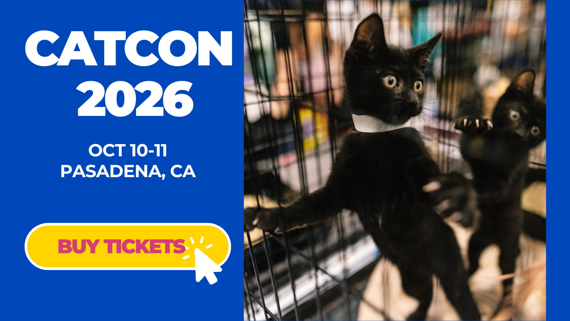 Two black kittens stand on their hind legs at CatCon